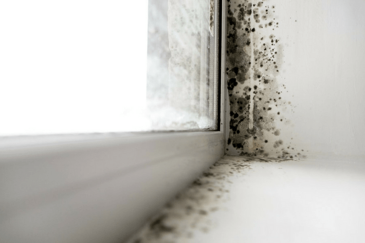 Mold Vs Mildew What S The Difference Gold Eagle Co