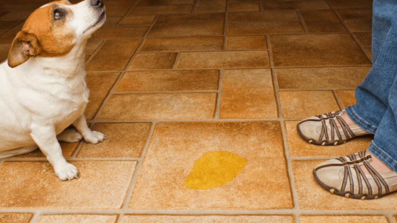 how to train male dog not to pee in house