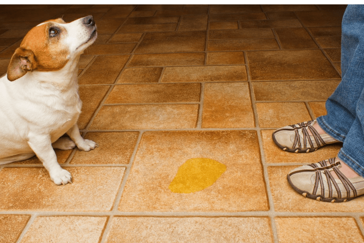 how to train a dog to not pee in the house