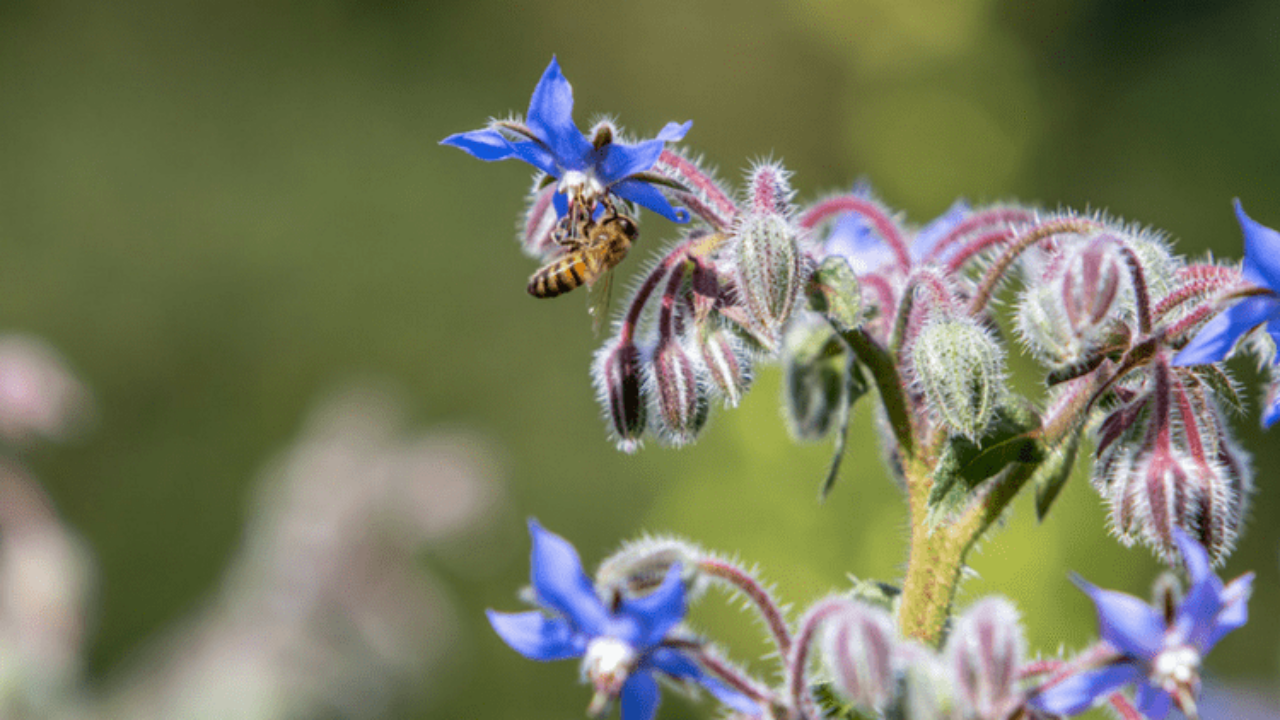 Top 10 Flowers To Plant To Help The Bees Gold Eagle Co